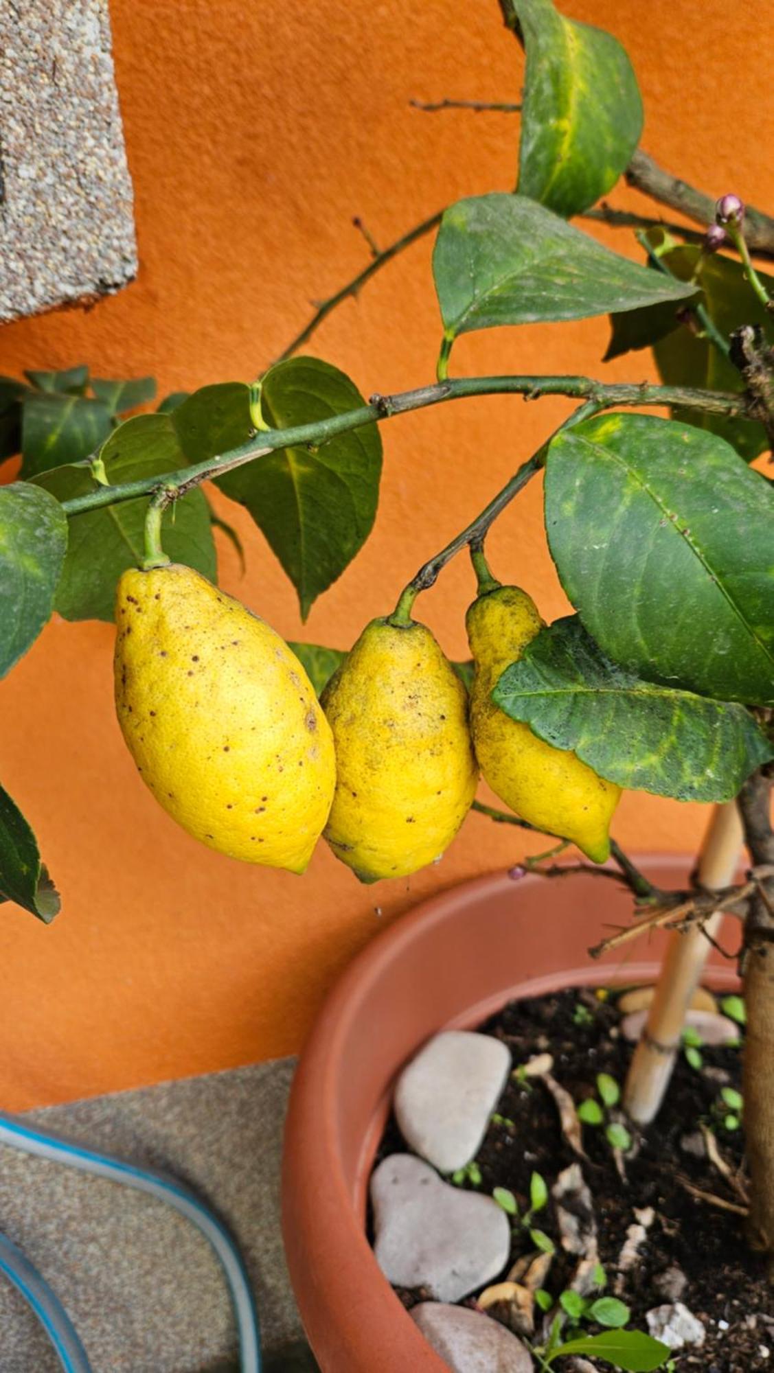 Mexicana Apartment Yellow زادار المظهر الخارجي الصورة
