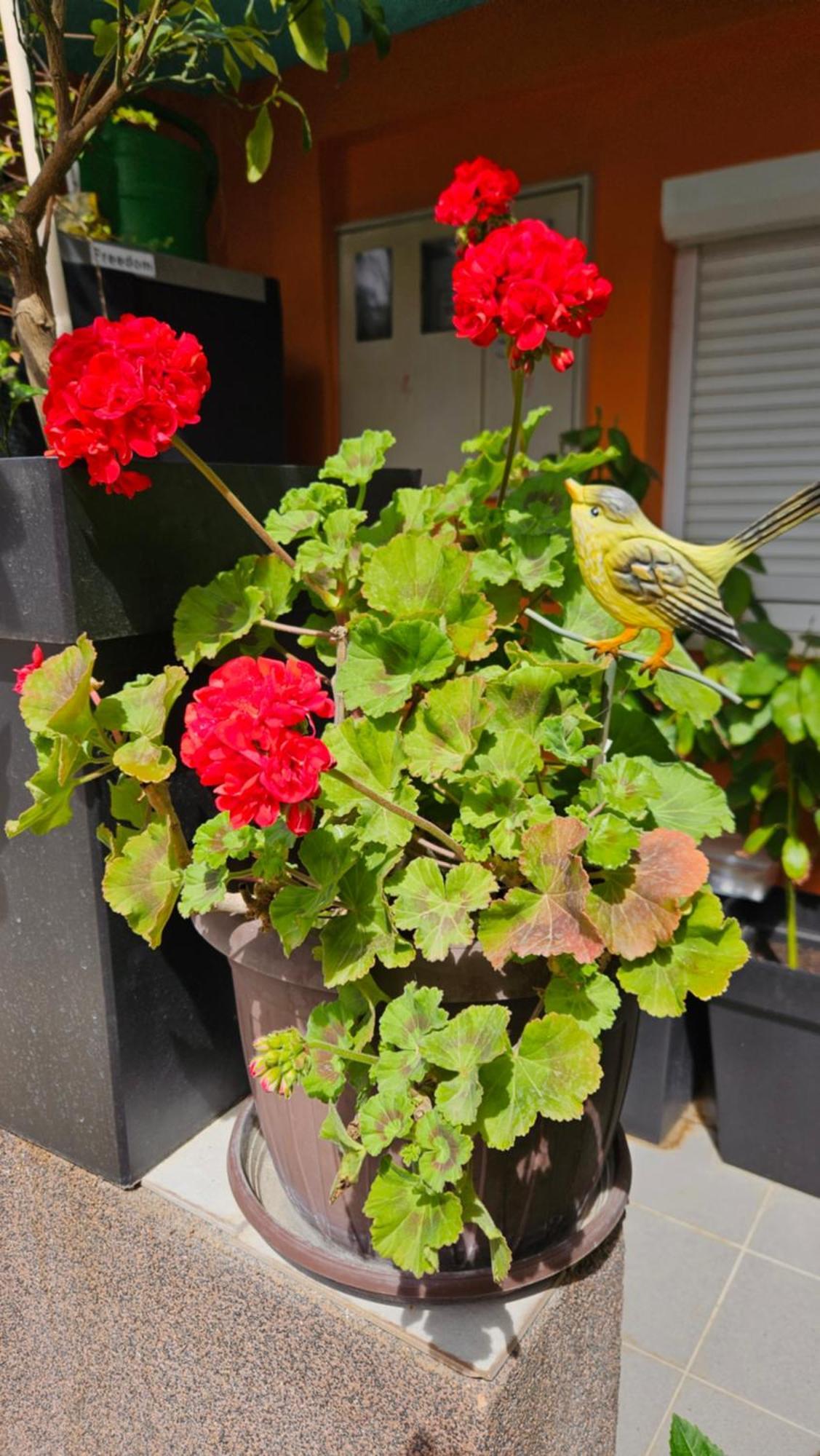 Mexicana Apartment Yellow زادار المظهر الخارجي الصورة